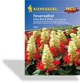 Feuersalbei Unica Red + White, Kiepenkerl