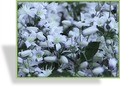 Clematis, Staudenclematis, SP-Stauden