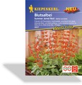 Blutsalbei Summer Jewel Red, Kiepenkerl