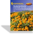 Studentenblume Mowgli Orange, Kiepenkerl