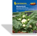 Blumenkohl Multi-Head, Kiepenkerl
