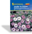 Jungfer im Grünen Mulberry Rose, Kiepenkerl