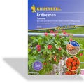 Erdbeere Toscana, Kiepenkerl